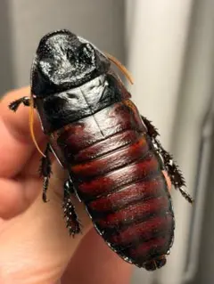 蜚最大級】マダガスカルゴキブリ オブロンゴナタ？ 標本