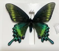 2025年最新】蝶 標本 アゲハの人気アイテム - メルカリ