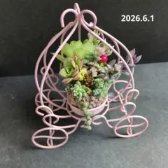 多肉寄せ植え2点セット✿ワイヤーハンギング✿ハンドメイド✿そのまま飾れます 多肉寄せ植え2点セット✿ワイヤーハンギング✿ハンドメイド✿そのまま