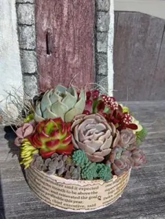 多肉植物　そのまま飾れる寄せ植え♬育て方付き♪