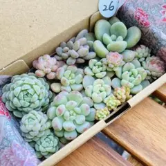 26 多肉植物　多肉弁当　詰め合わせ　寄せ植え　セット　カット苗　韓国苗　つぶ
