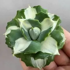 おかぴー様 リクエスト 2点 まとめ商品