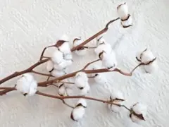 【天然】枝付き 綿花 3本セット コットンフラワー ドライフラワー インテリア