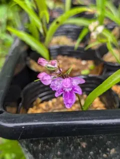 ウチョウランの苗　（花又は蕾付）3ポット分のサムネイル