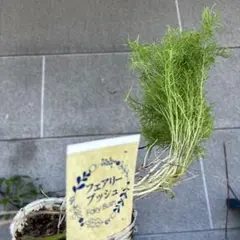 160cm巨苗◇圧倒的な蜜果実。ドワーフ・ライチナムワ。バナナ苗◇成長