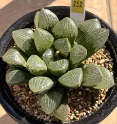 多肉植物 ハオルチア サークルオブライフ - メルカリ