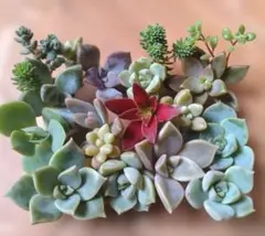 多肉植物　カット苗　詰め合わせ　寄せ植え