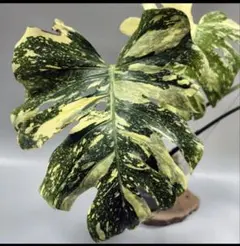 2025年最新】モンステラ クリームブリュレの人気アイテム - メルカリ