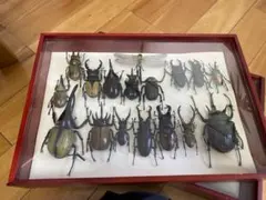 2026年最新】昆虫標本箱の人気アイテム - メルカリ