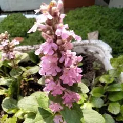 2025年最新】アジュガの人気アイテム - メルカリ