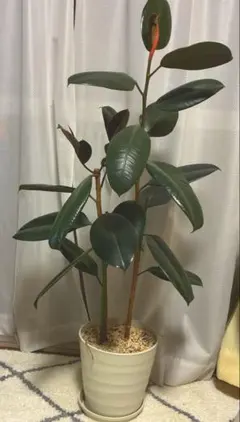 フィカス バーガンディ 曲がり ねじり仕立て バルーン陶器鉢 植え込み