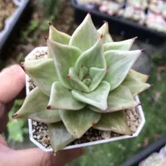 星々錦　エケベリア　多肉植物