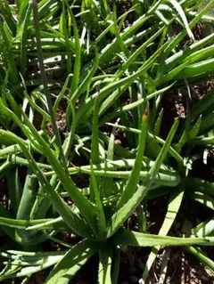 アロエベラ　抜き苗　特大サイズ　2本