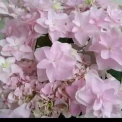 クリックポスト発送 挿し穂 紫陽花 3節4本 - メルカリ
