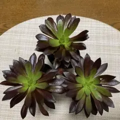 Sylphide様 リクエスト 2点 まとめ商品