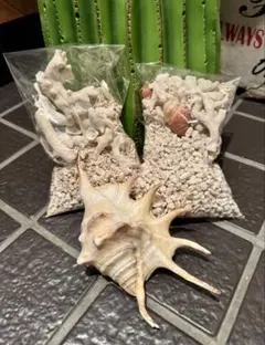 貝殻とサンゴの装飾品セット　①