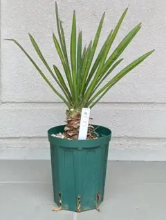 現品】ユッカ・フィリフェラ（Yucca filifera）8号 K2番 - メルカリ