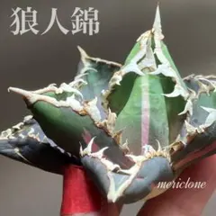 【希少】アガベ　狼人　錦　白中斑　発根済み アガベ チタノタ 狼人錦 中斑錦 Agave titanota were wolf White