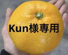 有田みかん　純宝丸　ご家庭用 ハルミ10㎏入り