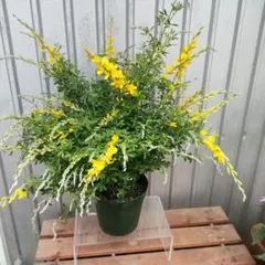 chietan様 リクエスト 2点 まとめ商品