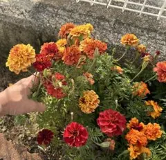 yochimommy様 リクエスト 2点 まとめ商品