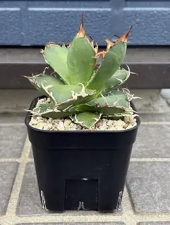 クルクル様 リクエスト 4点 まとめ商品