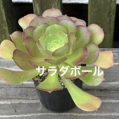 2026年最新】アエオニウム サラダボールの人気アイテム - メルカリ