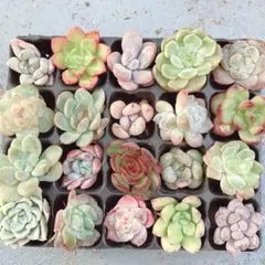 サービス品！ 韓国苗　カット苗　ミニ寄せ植え用　多肉植物