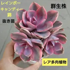 sheep♪様 リクエスト 2点 まとめ商品