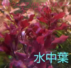 Xiaoyu Lin様 リクエスト 2点 まとめ商品