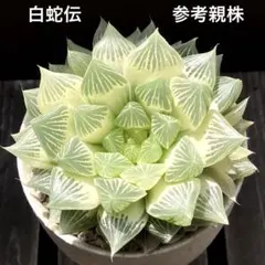 【特価‼︎】　ハオルチア　白蛇伝　カット苗① Yahoo!オークション - 多肉植物 ハオルチア 白蛇伝