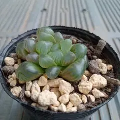No.9　ハオルチア・オブツーサ　抜き苗　多肉植物