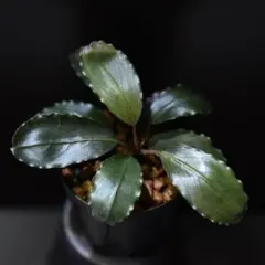 bucephalandra serimbu2 TB便　ブセファランドラ bucephalandra serimbu2 TB便 ブセファランドラ - メルカリ