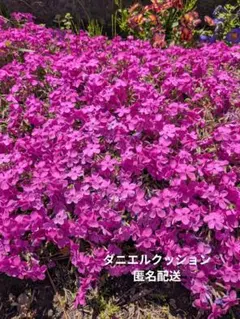 芝桜(ダニエルクッション) 挿し芽15本~20本シバザクラ - メルカリ