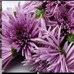 2025年最新】もってのほか 苗の人気アイテム - メルカリ