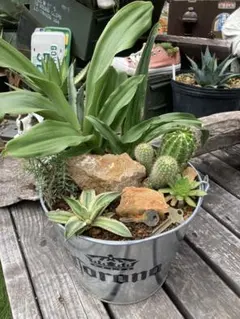 参考画像　中型多肉植物 緑色 金属製容器 参考画像中型多肉植物 緑色 金属製容器