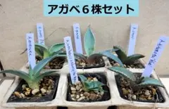 2026年最新】チタノタブルーの人気アイテム - メルカリ