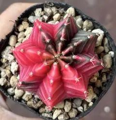 ひろ様専用ページ　+ 速達