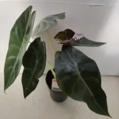 2025年最新】アロカシアの人気アイテム - メルカリ