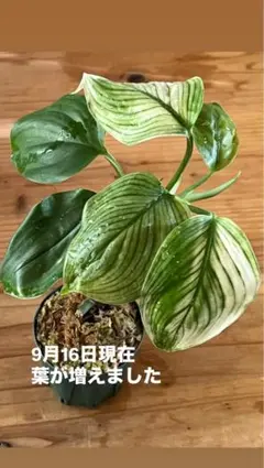 美株　スキンダプサス　マハリカ　斑入り　ハーフムーン　鉢ごとメルカリ便 2025年最新】品種名：スキンダプサス その他観葉植物の人気