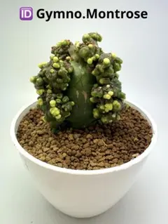 ASギムノカリキウム　ミハノビッチID：Gymno.montrose サボテン ASギムノカリキウム ミハノビッチ ID：Gymno.Montroseサボテン - メルカリ