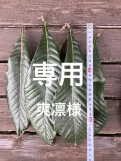 爽凛様専用　びわの葉　無農薬　古葉　20cm〜　12枚前後