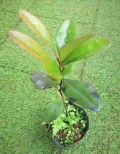 クロキ／くろき／黒木　苗・株　観葉植物　限定品！ クロキ（黒木）苗木 30〜50cm前後 : キヨタキナーセリー - 通販