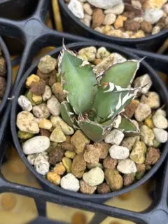 レッドキャットウィーズル超コンパクト低重心　現品鉢ごと発送 2025年最新】アガベレッドキャットウィーズルの人気アイテム