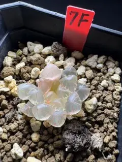 7f 多肉植物 ハオルチア 水晶灯錦糊斑 自家繁殖 鉢植え発送 - メルカリ