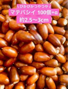 【厳選】マテバシイ2025年採取 100個+α 2.5〜3.0cm