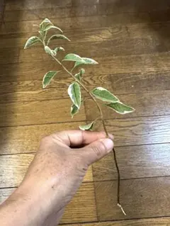 솔라눔 바리에가타