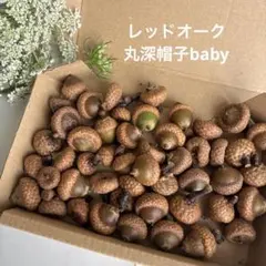 新物　2026 北海道　レッドオークBaby 下処理済　写真の品