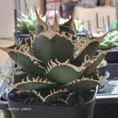 アガベ 鉢植発送 追星 COK ブツブツタイプ 極上血統 超希少 スペシャル個体 アガベ 鉢植発送 追星 COK ブツブツタイプ 極上血統 超希少 スペシャル