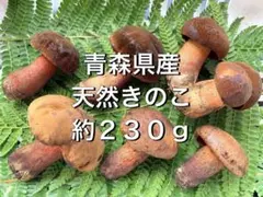 【青森県産】天然きのこ アメリカウラベニイロガワリ 約230g チルド便のサムネイル